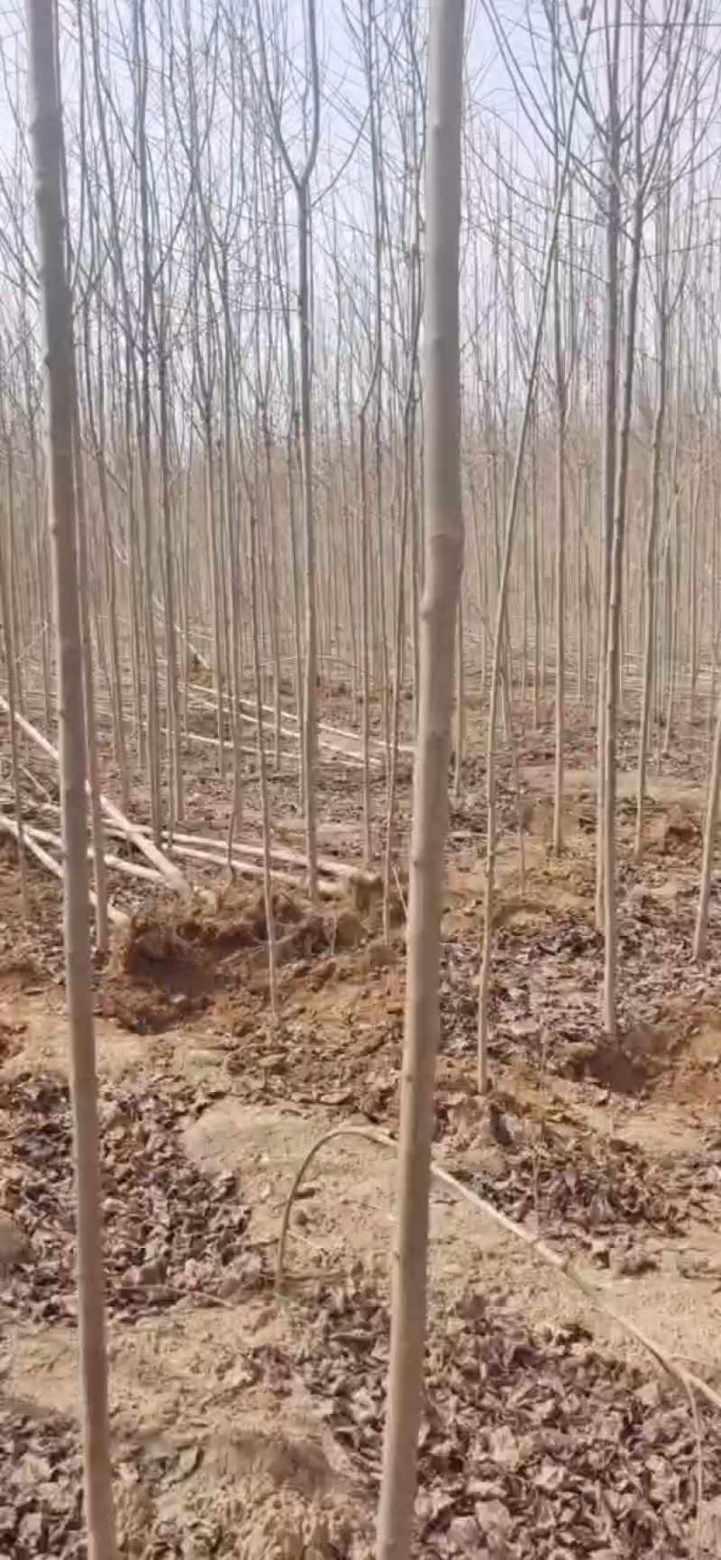 杜仲树