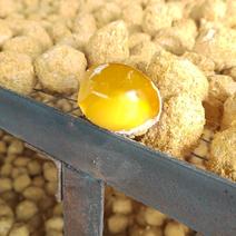河南特产变蛋鸡蛋变蛋也叫皮蛋