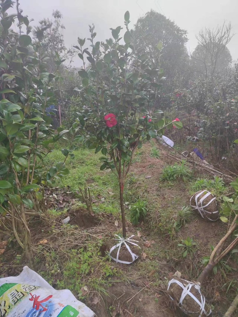 退田处理茶花树量大优惠规格齐全欢迎电联视频看货