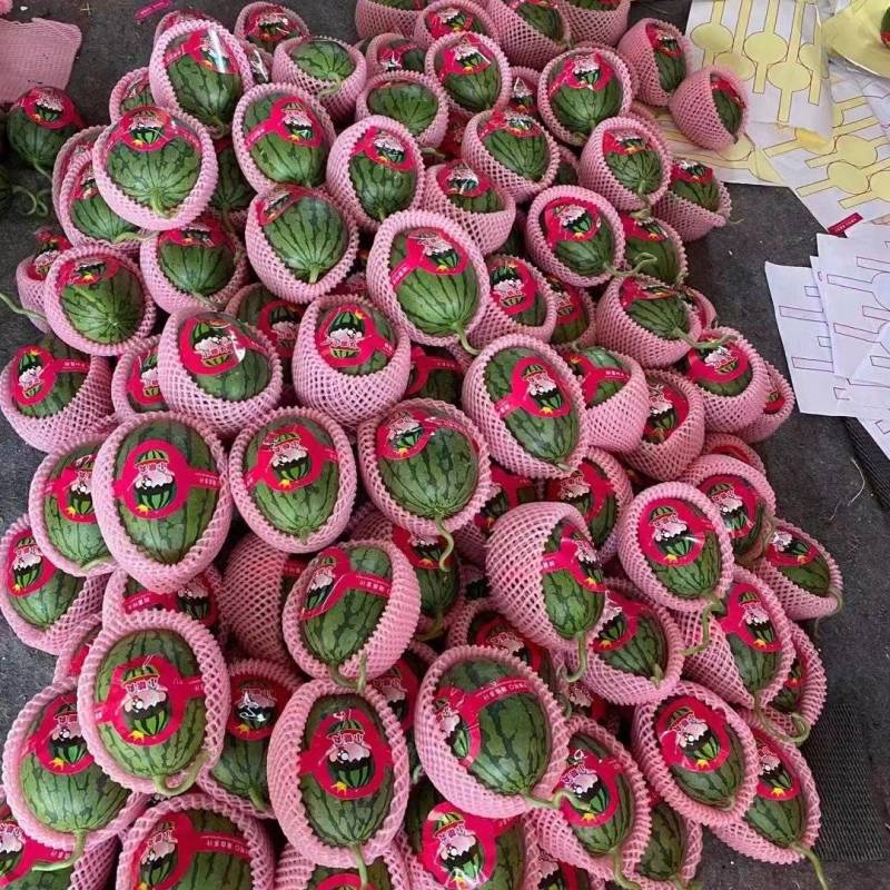【推荐】小糖丸西瓜产地直供各大市场、商超、电商、赶集