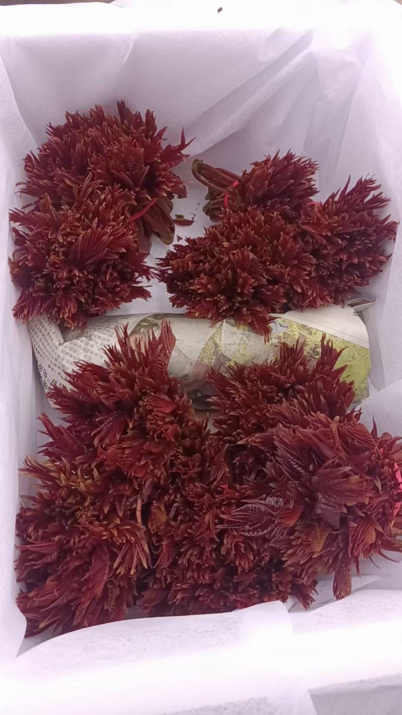 四川红油香椿芽
