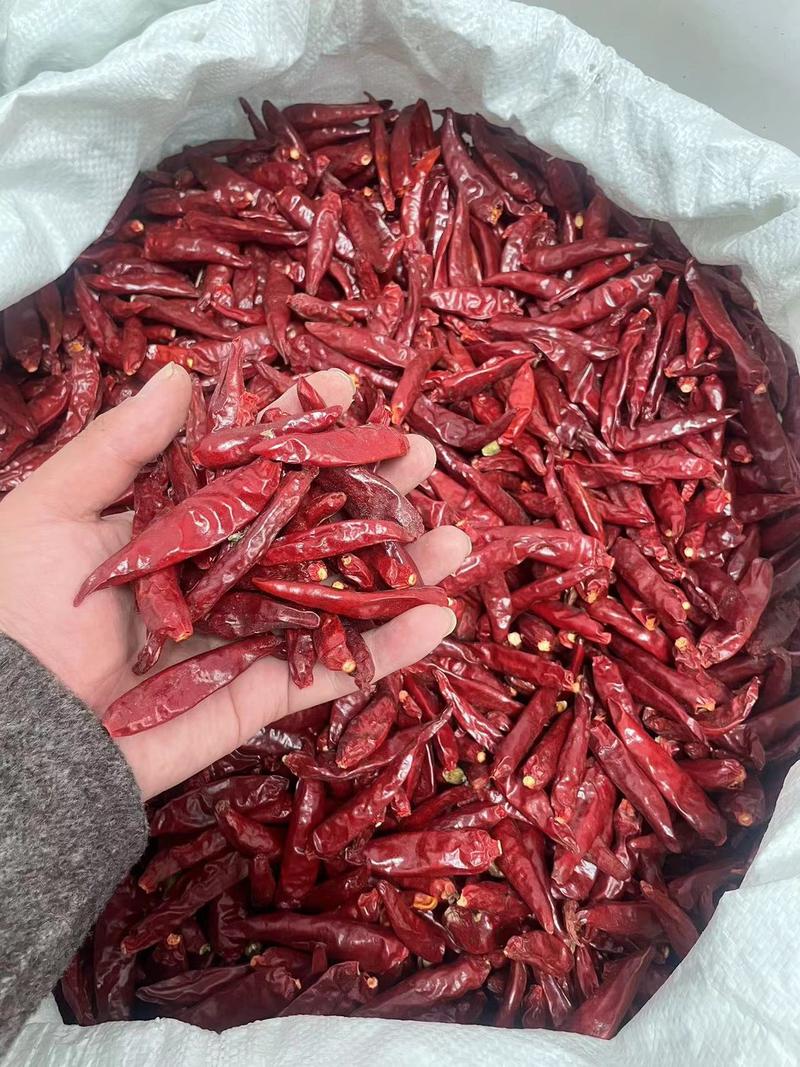 产地大量新一代三樱椒子弹头红干辣椒可以切断切丝支持