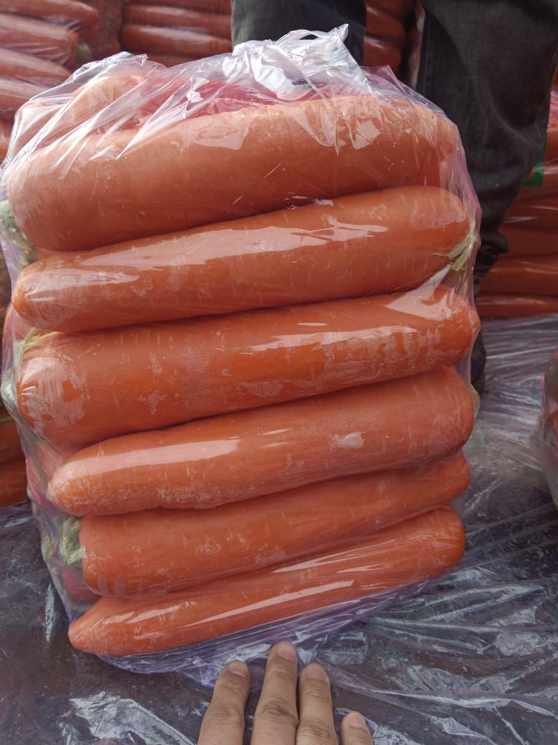 福建水洗胡萝卜精品中条各种包装，各种规格！冷库预冷