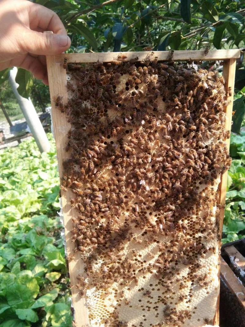 出售正宗土家蜂蜜，正宗土家蜂蜜