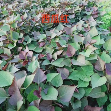 试管扩繁苗，西瓜红，高产，成活率高，薯行好，