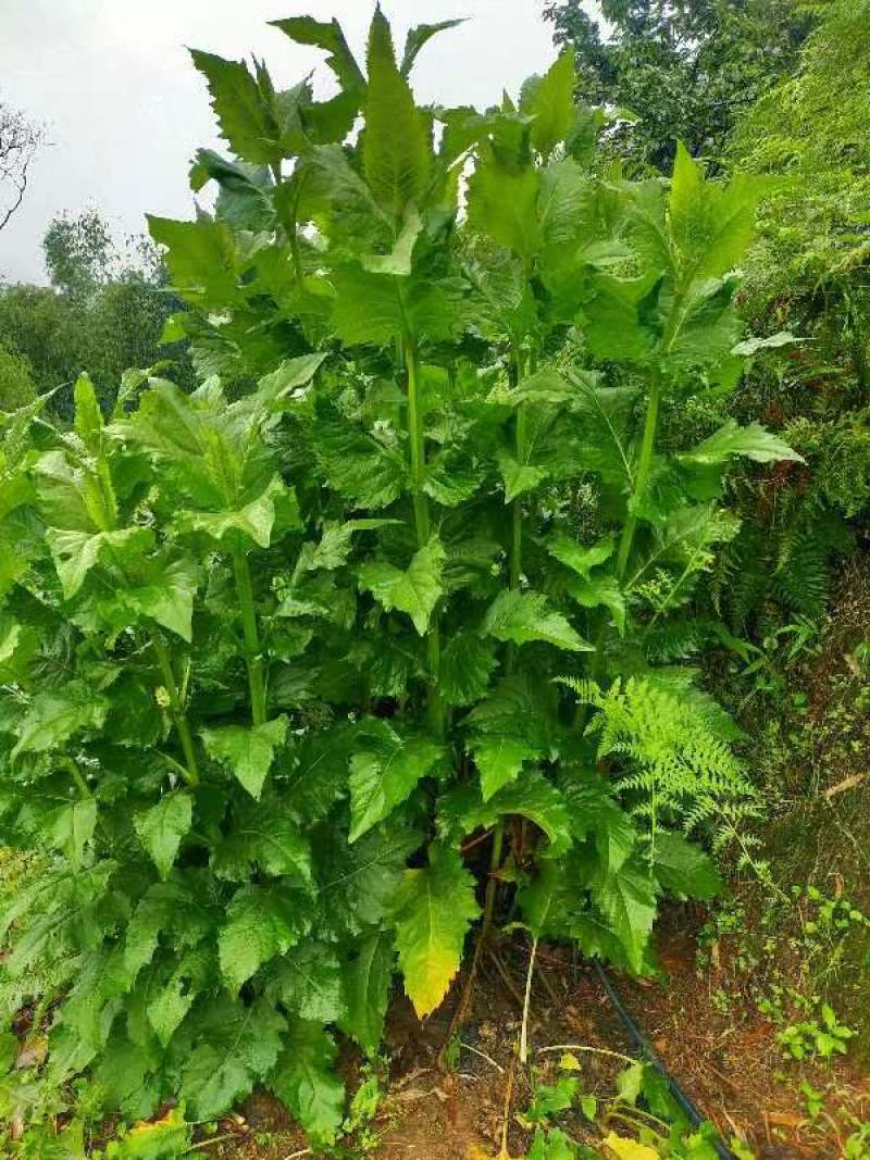 高蛋白俄罗斯饲料菜种根牧草种子俄罗斯饲料菜种根