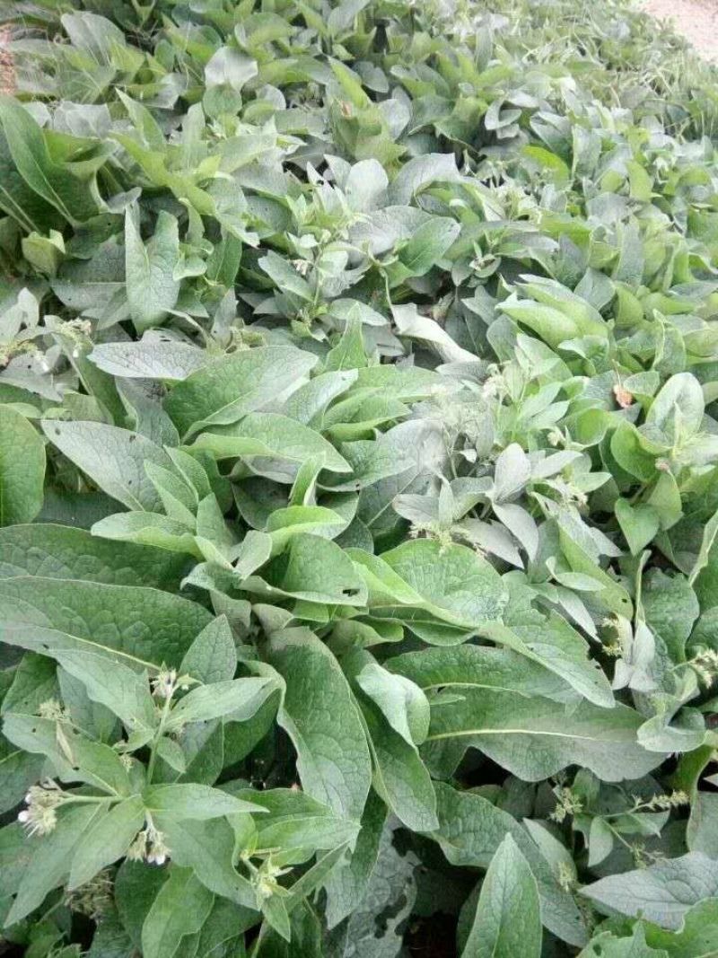 高蛋白俄罗斯饲料菜种根牧草种子俄罗斯饲料菜种根