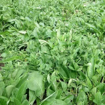 高蛋白俄罗斯饲料菜种根牧草种子俄罗斯饲料菜种根