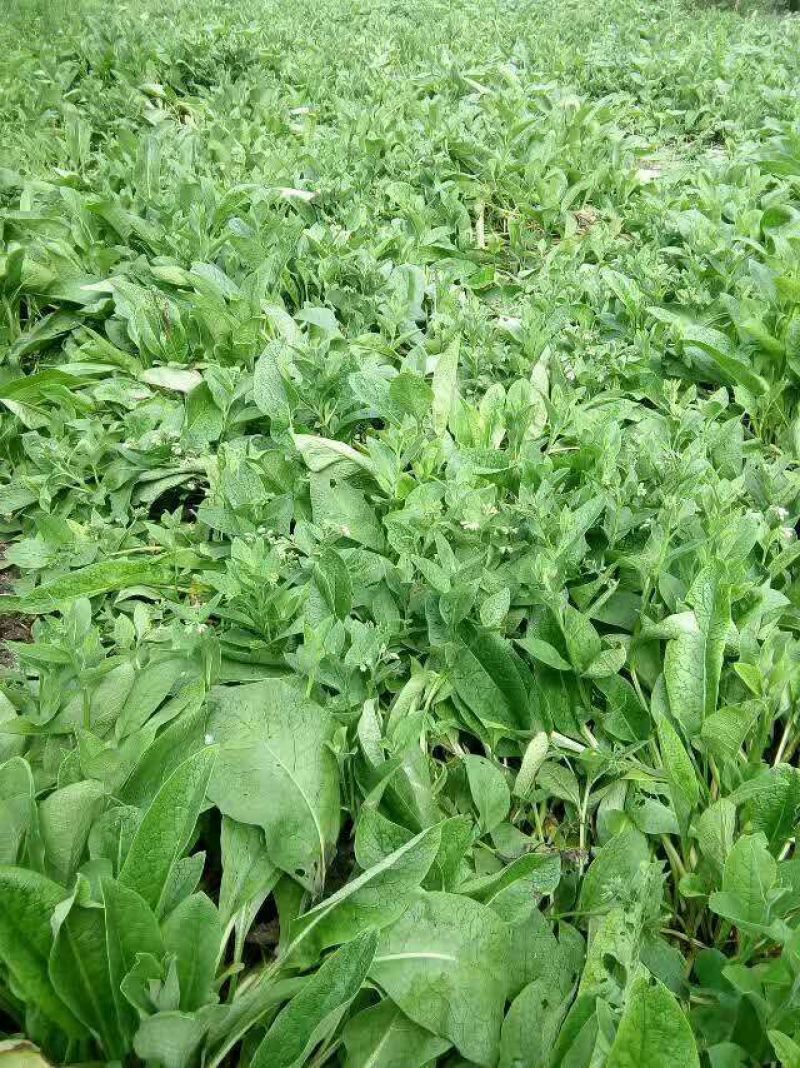 高蛋白俄罗斯饲料菜种根牧草种子俄罗斯饲料菜种根