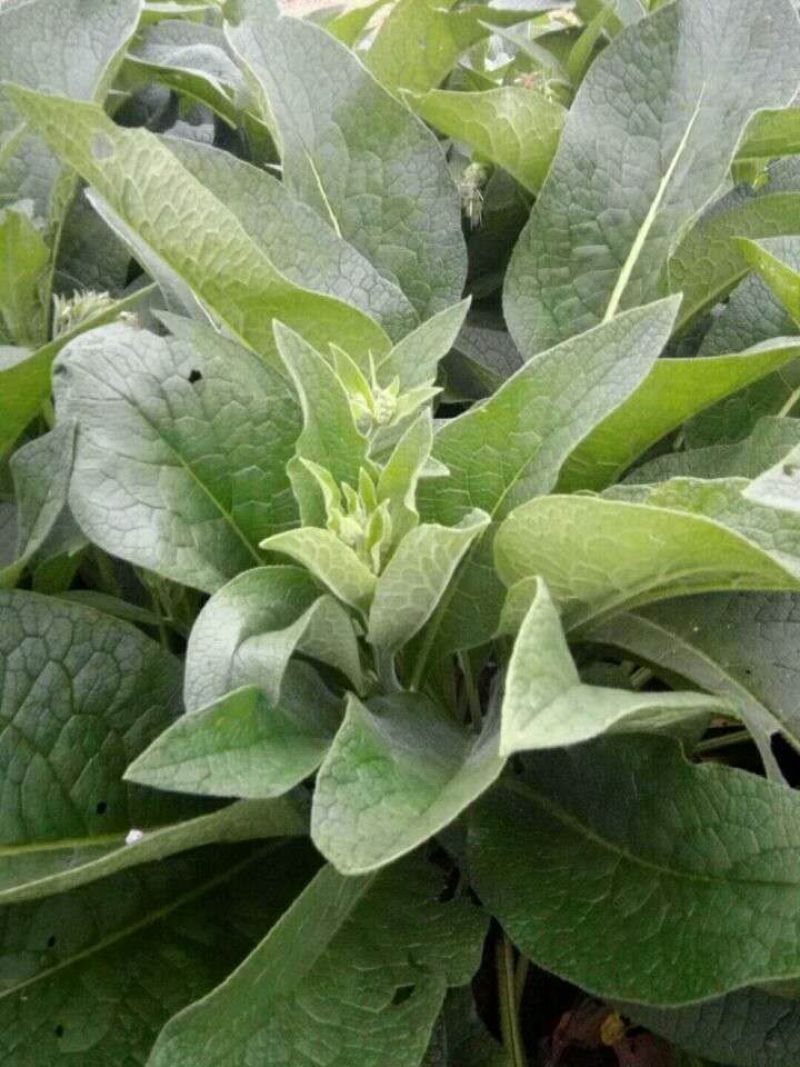 高蛋白俄罗斯饲料菜种根牧草种子俄罗斯饲料菜种根