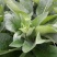 高蛋白俄罗斯饲料菜种根牧草种子俄罗斯饲料菜种根