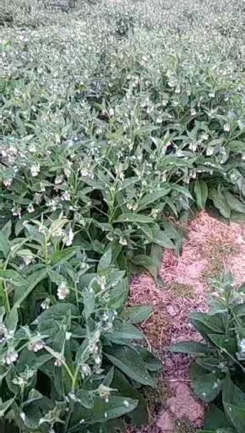 高蛋白俄罗斯饲料菜种根牧草种子俄罗斯饲料菜种根
