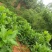 高蛋白俄罗斯饲料菜种根牧草种子俄罗斯饲料菜种根