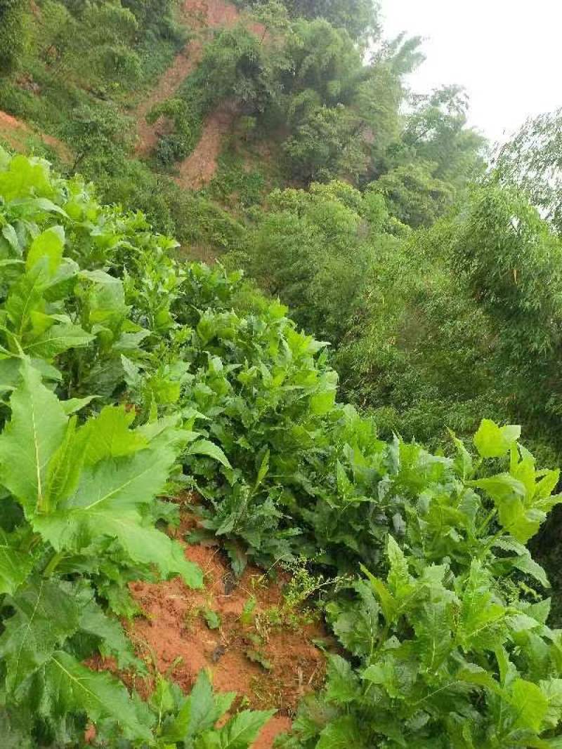 高蛋白俄罗斯饲料菜种根牧草种子俄罗斯饲料菜种根