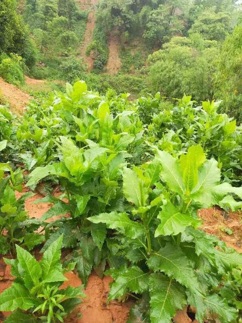 高蛋白俄罗斯饲料菜种根牧草种子俄罗斯饲料菜种根