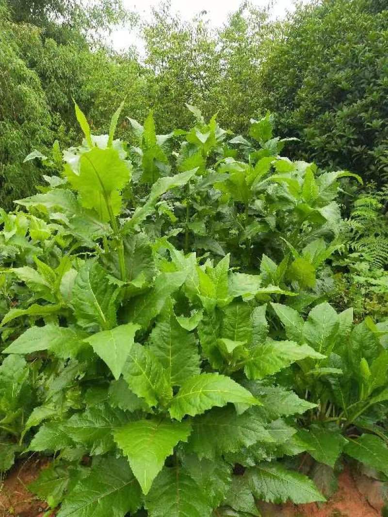 高蛋白俄罗斯饲料菜种根牧草种子俄罗斯饲料菜种根