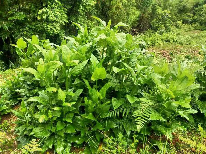 高蛋白俄罗斯饲料菜种根牧草种子俄罗斯饲料菜种根