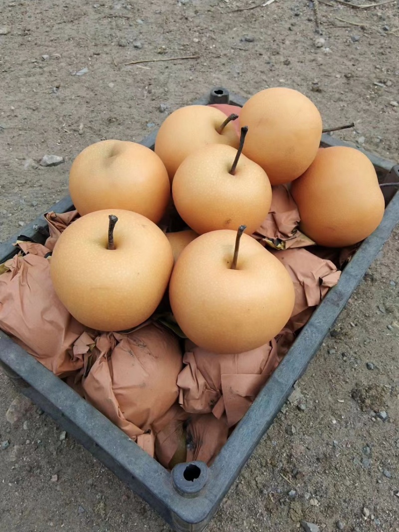 大量秋月梨