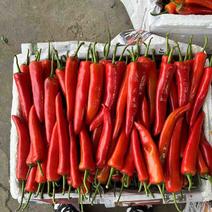 精品红尖椒鲜辣椒常年供应货源充足产地直发价格美丽