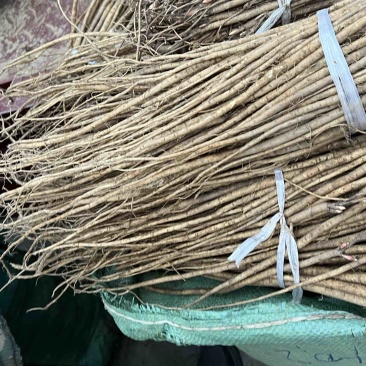 甘肃优质红芪种苗特级苗