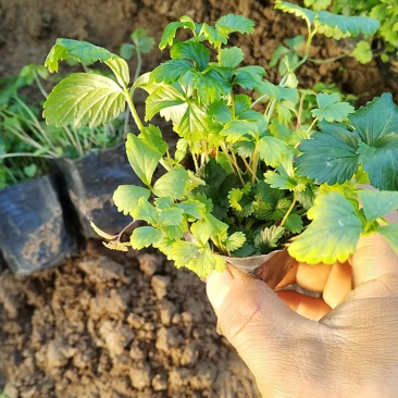 蛇莓，一手货源，基地直发，精品苗，大量供应