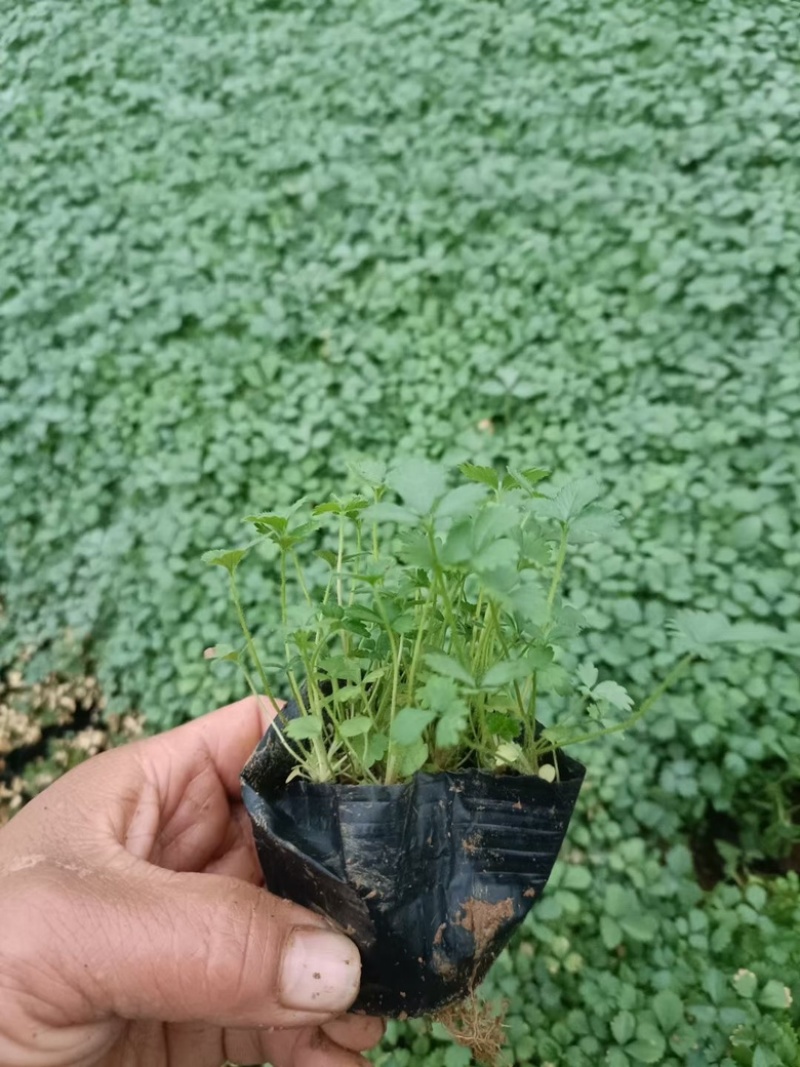 蛇莓，一手货源，基地直发，精品苗，大量供应