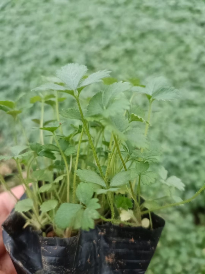 蛇莓，一手货源，基地直发，精品苗，大量供应