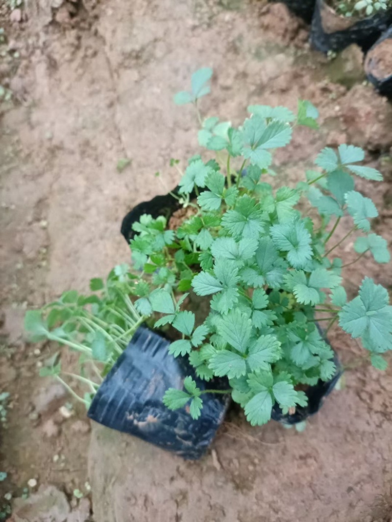 蛇莓，一手货源，基地直发，精品苗，大量供应