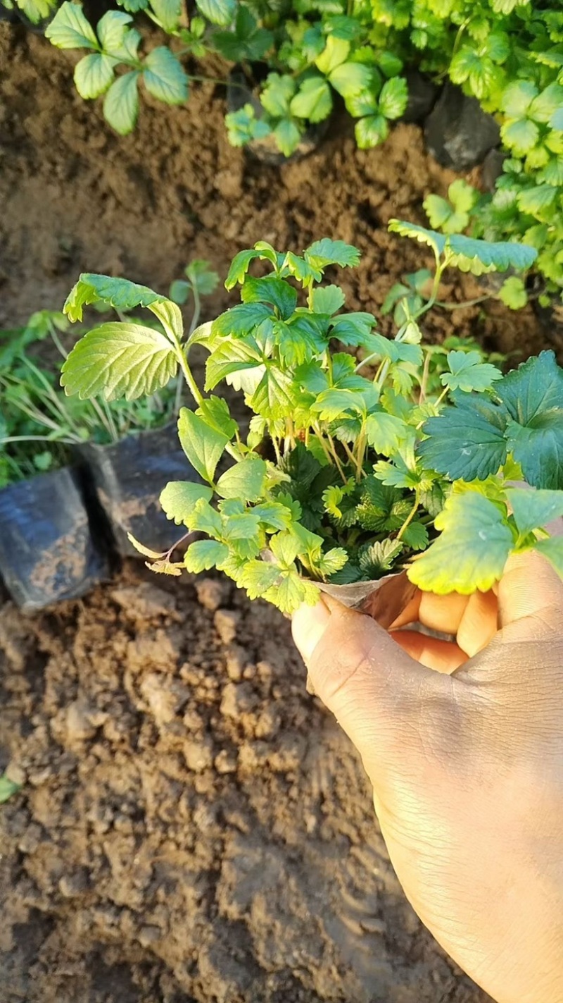 蛇莓，一手货源，基地直发，精品苗，大量供应