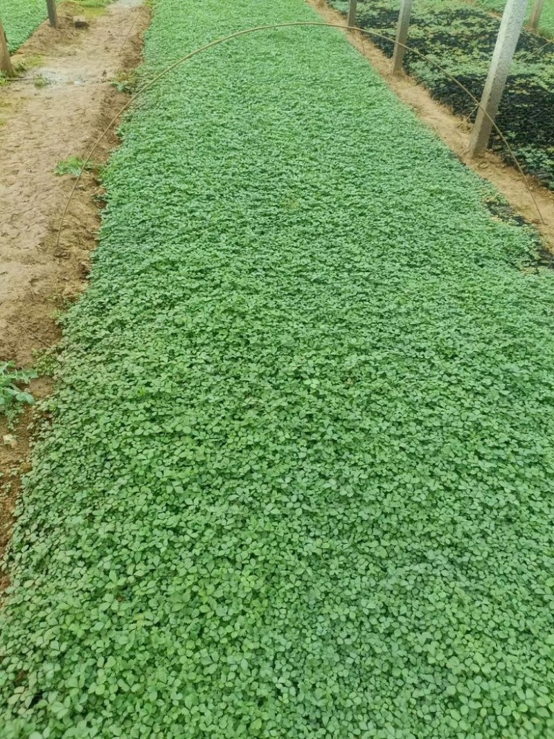 蛇莓，一手货源，基地直发，精品苗，大量供应