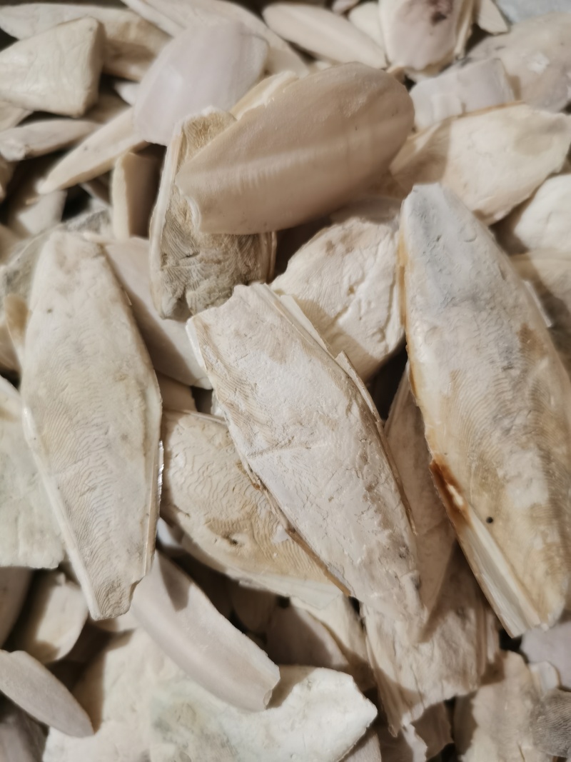 海螵蛸小海螵蛸泽润中药批发零售各种中药材