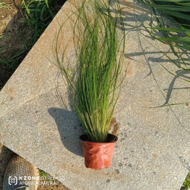 细茎针茅，精品苗，一手货源，产地直发，大量供应，