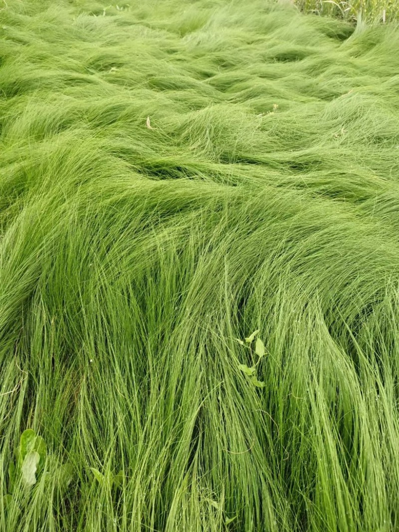 墨西哥羽毛草基地直发可批发可零售各种规格