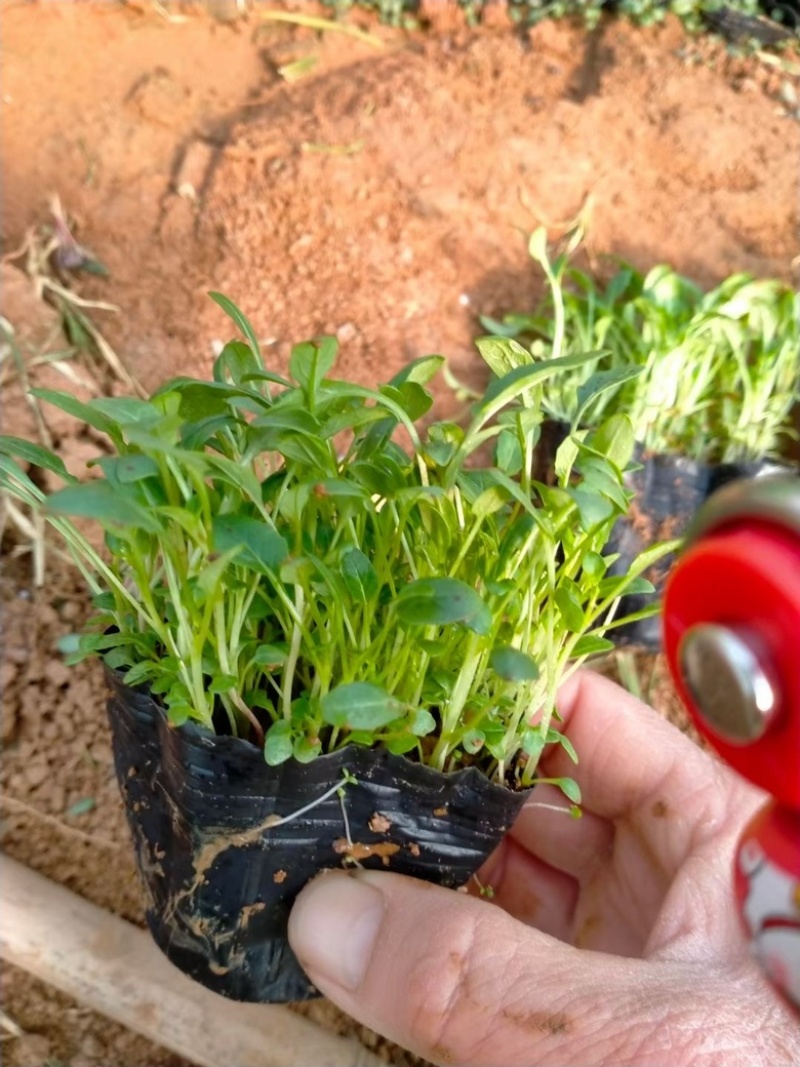 美丽月见草，杯苗，精品苗，基地直发，大量供应