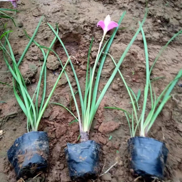 红花韭兰，一手货源，精品苗，基地直发，大量