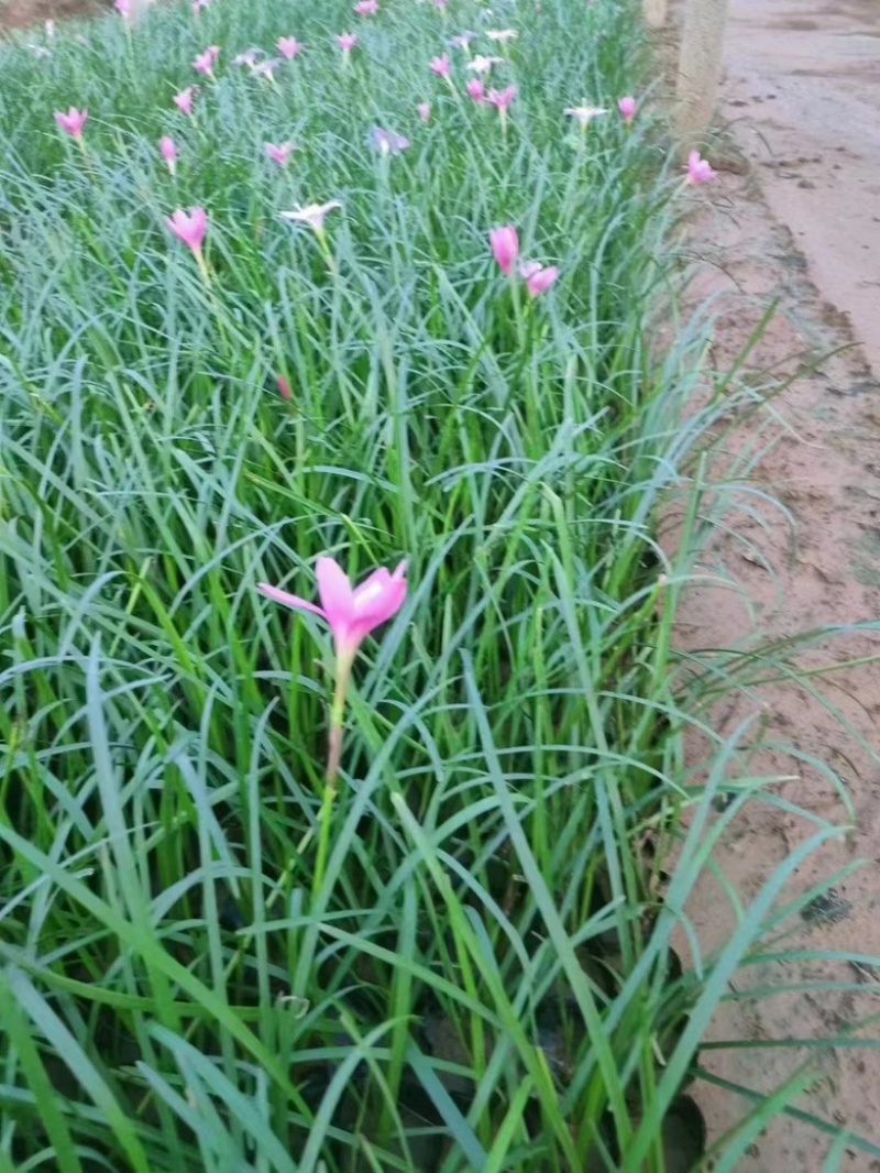 红花韭兰，一手货源，精品苗，基地直发，大量