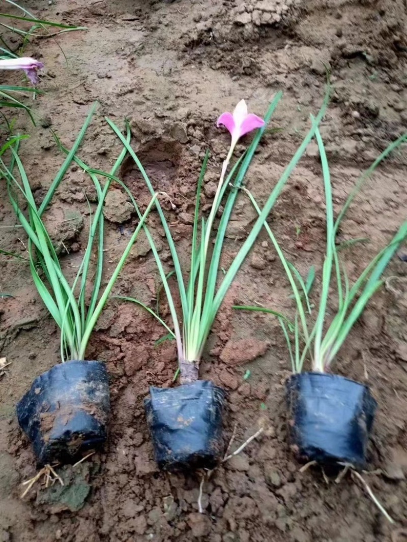 红花韭兰，一手货源，精品苗，基地直发，大量