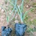 红花韭兰，一手货源，精品苗，基地直发，大量