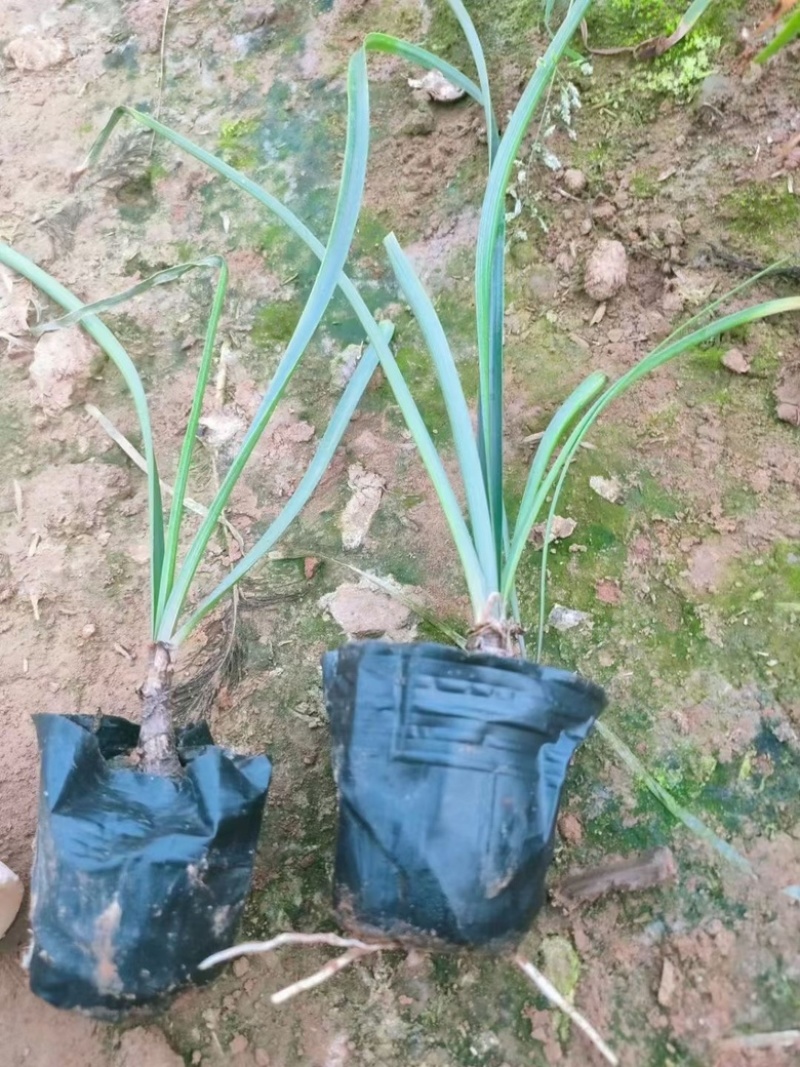 红花韭兰，一手货源，精品苗，基地直发，大量