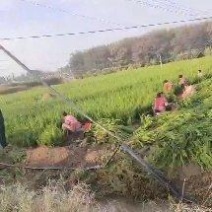 小龙柏