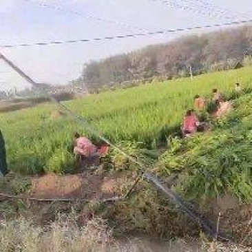 小龙柏