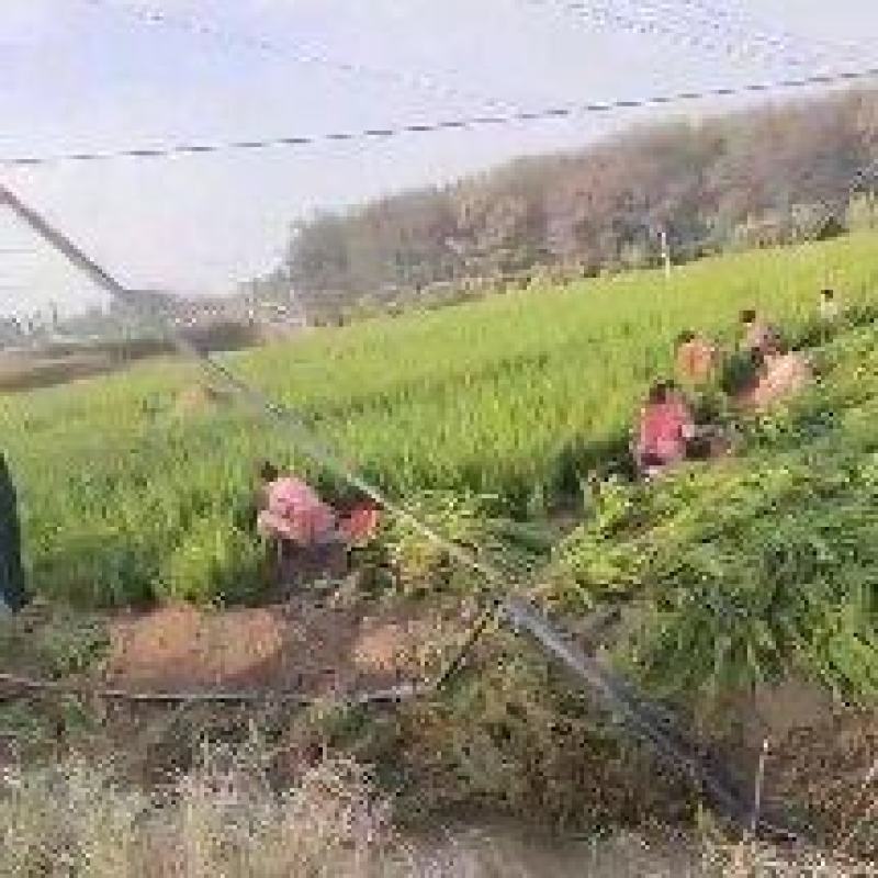 小龙柏
