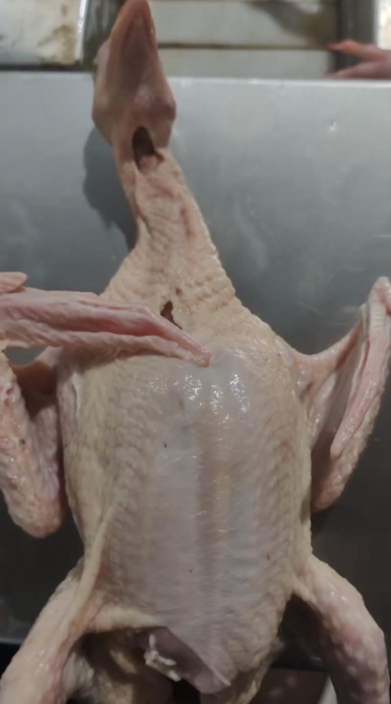 红烧盐焗脆皮乳鸽专用，乳鸽一手货源，厂里直销，质量保证