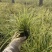 金叶苔草，精品苗，一手货源，基地直发供应