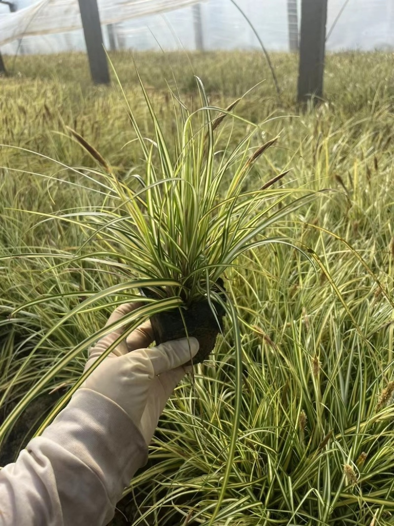 金叶苔草，精品苗，一手货源，基地直发供应