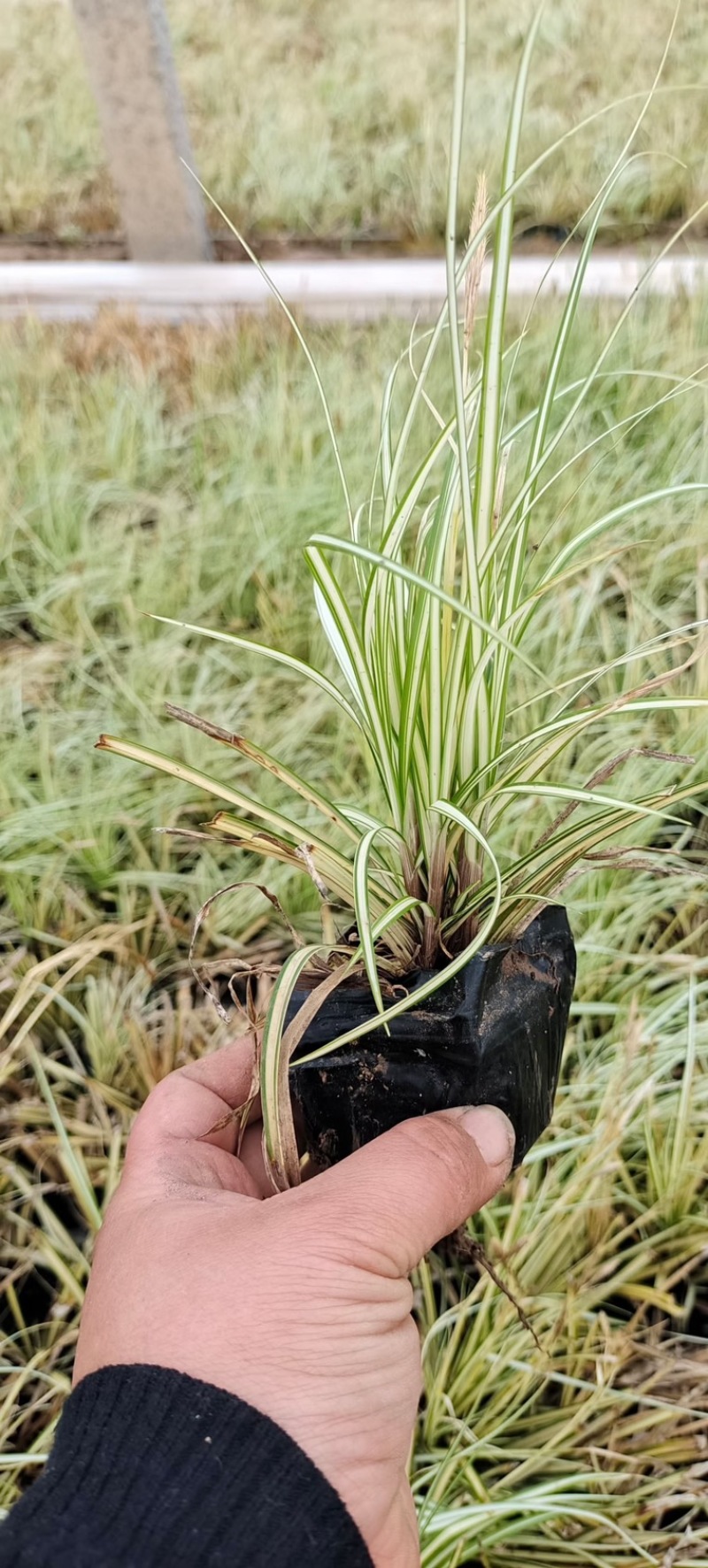金叶苔草，精品苗，一手货源，基地直发供应
