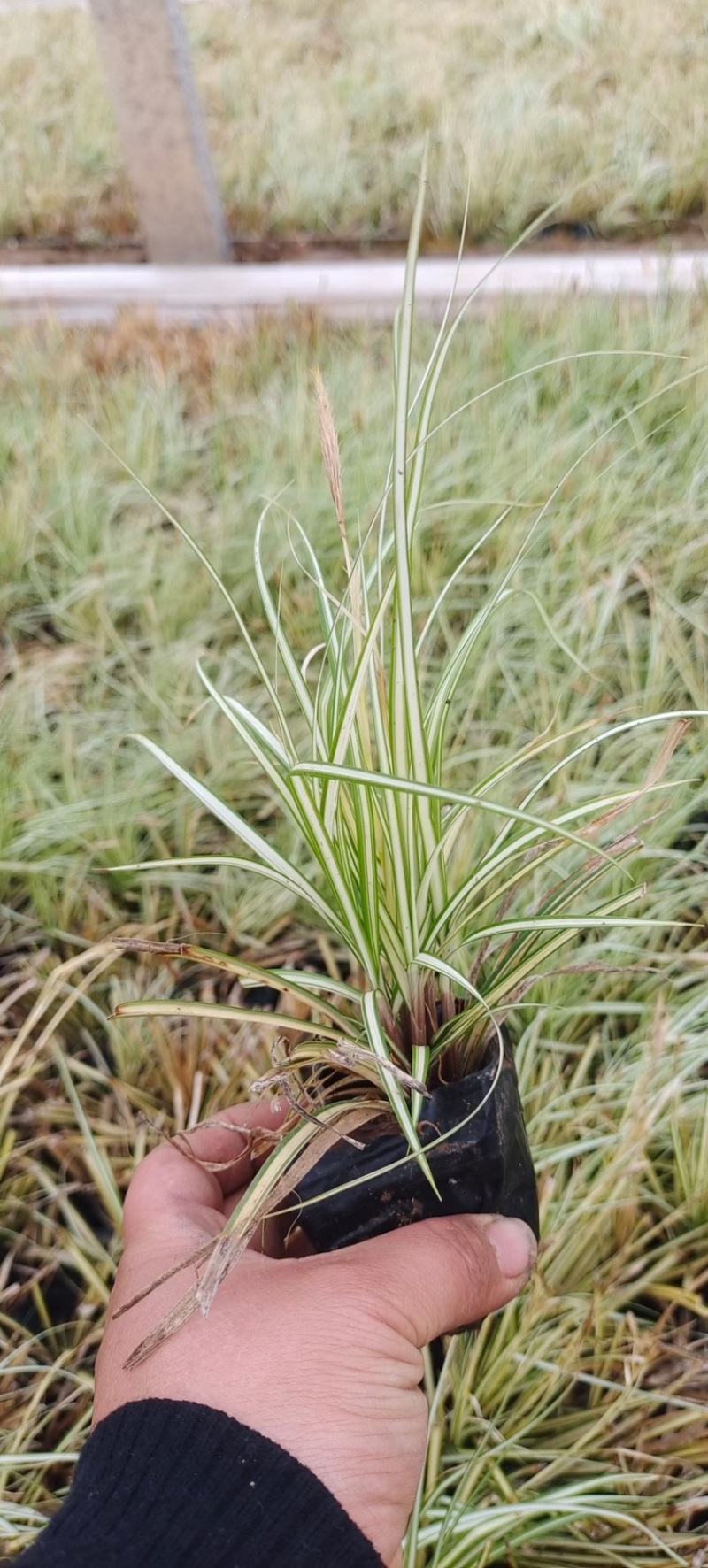 金叶苔草，精品苗，一手货源，基地直发供应