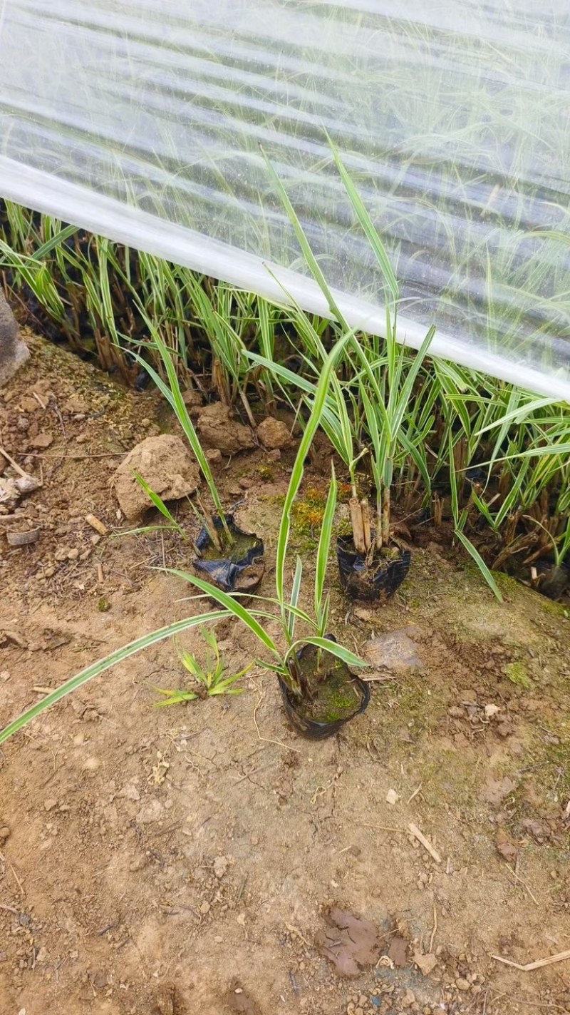 金叶苔草，精品苗，一手货源，基地直发供应