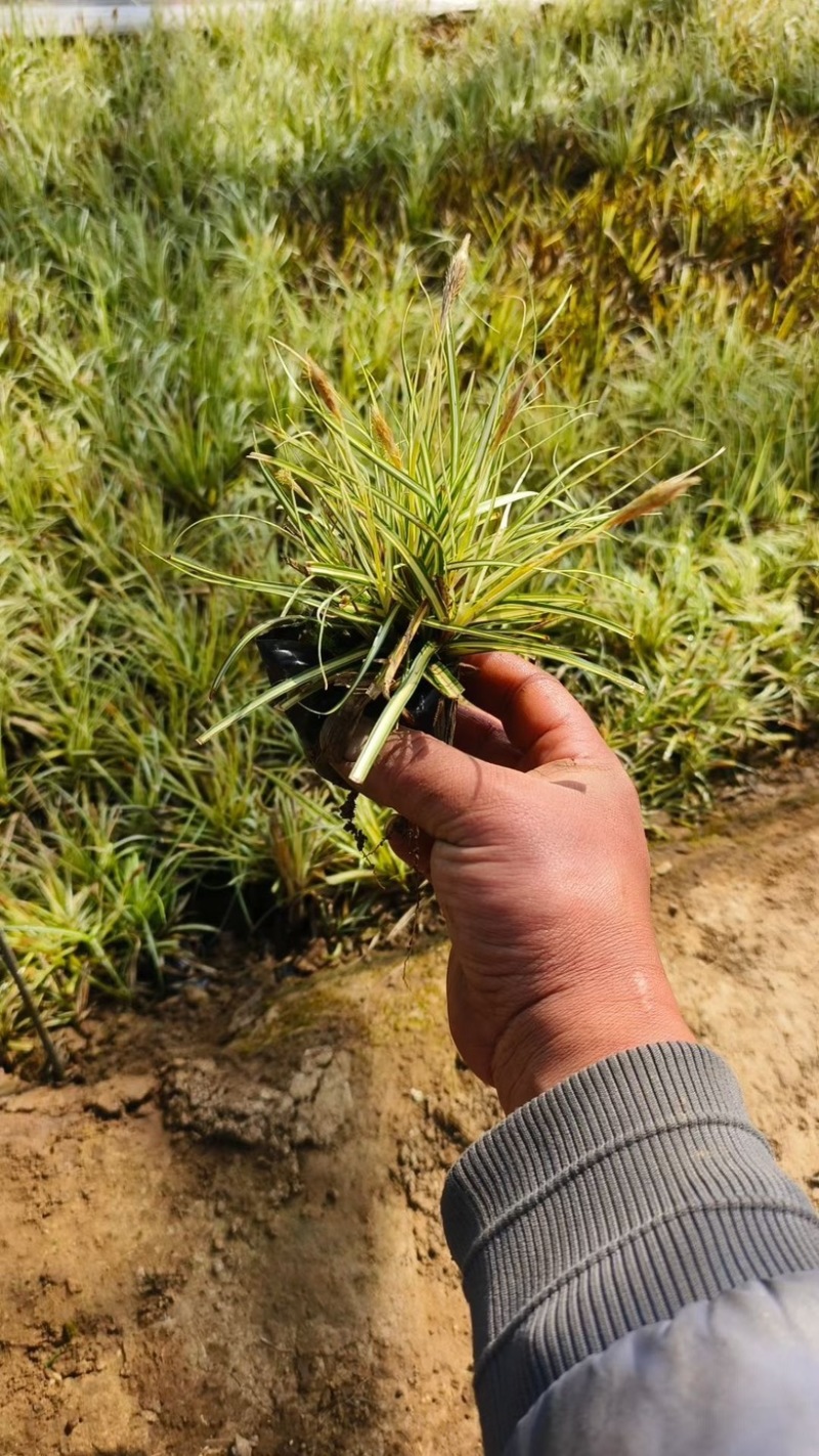 金叶苔草，精品苗，一手货源，基地直发供应