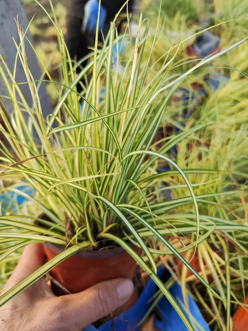 金叶苔草，精品苗，一手货源，基地直发供应